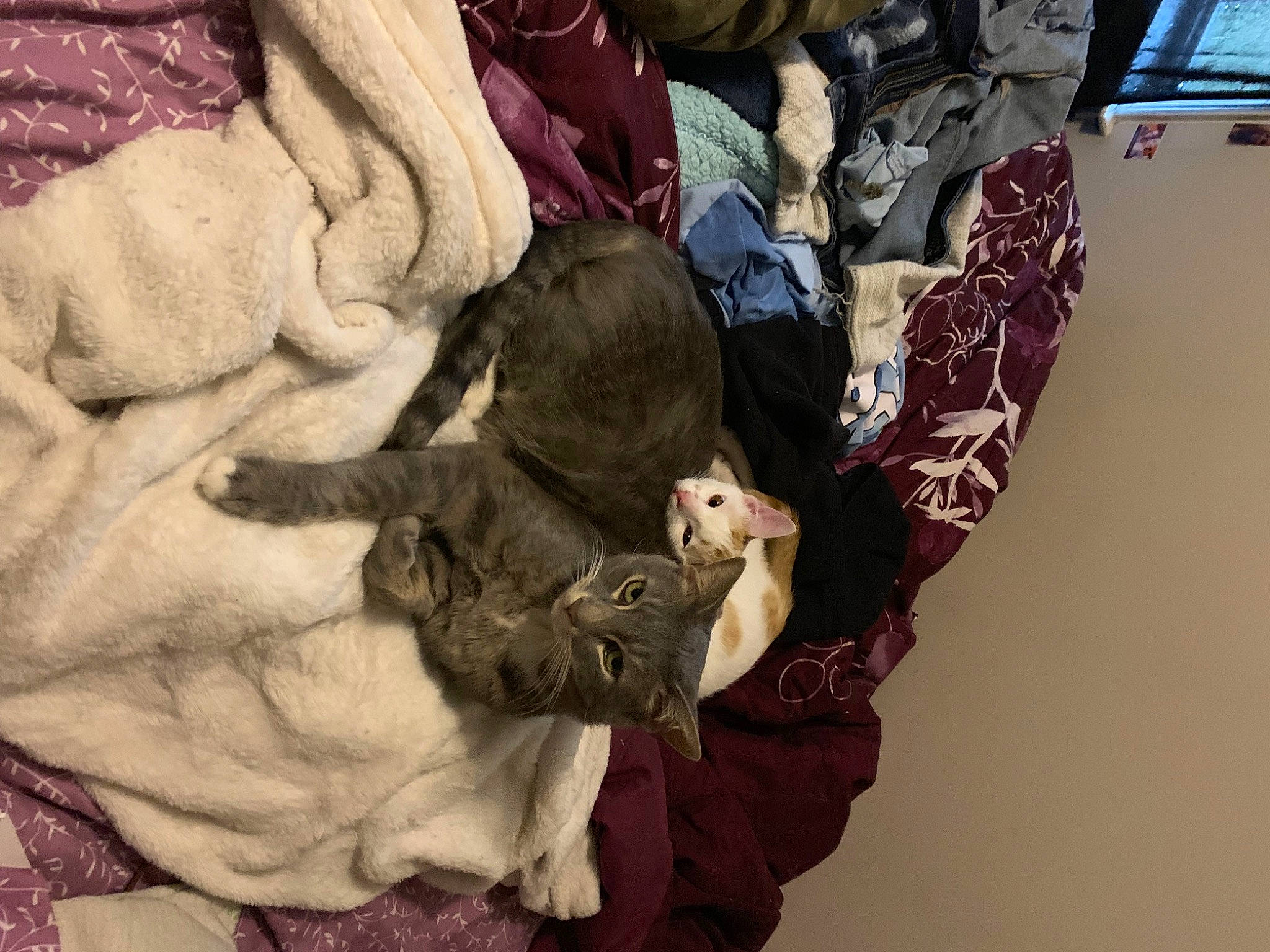 Picasso is registered to the contest to win money with this photo: comfort, companion_dog, felidae, fur, linens, pattern, room, sleeve, small_to_medium_sized_cats, sporting_group, thread, toy, tree, visual_arts, wood, wool