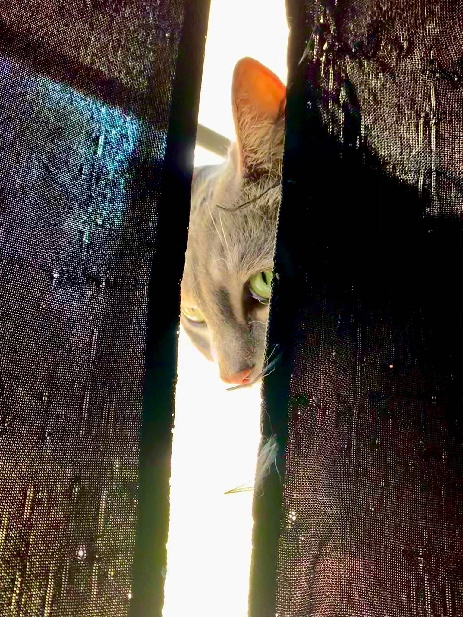 Picasso joined the competition — help win amazing prizes! branch, carnivore, cat, close_up, electric_blue, eye, fawn, felidae, fur, gesture, grass, human_leg, small_to_medium_sized_cats, snout, tail, tints_and_shades, trunk, whiskers, window, wood