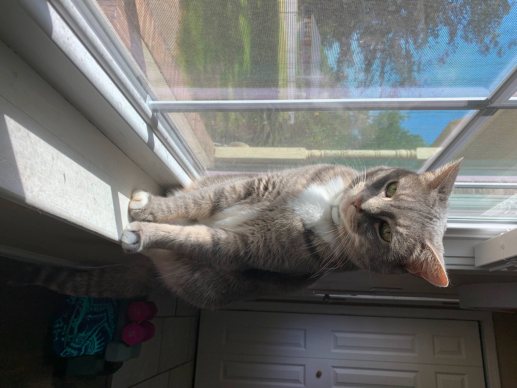 Picasso is registered to the contest to win money with this photo: cabinetry, carnivore, cat, comfort, daylighting, domestic_short_haired_cat, fawn, felidae, fur, glass, room, small_to_medium_sized_cats, snout, tail, tree, vertebrate, whiskers, window, wood