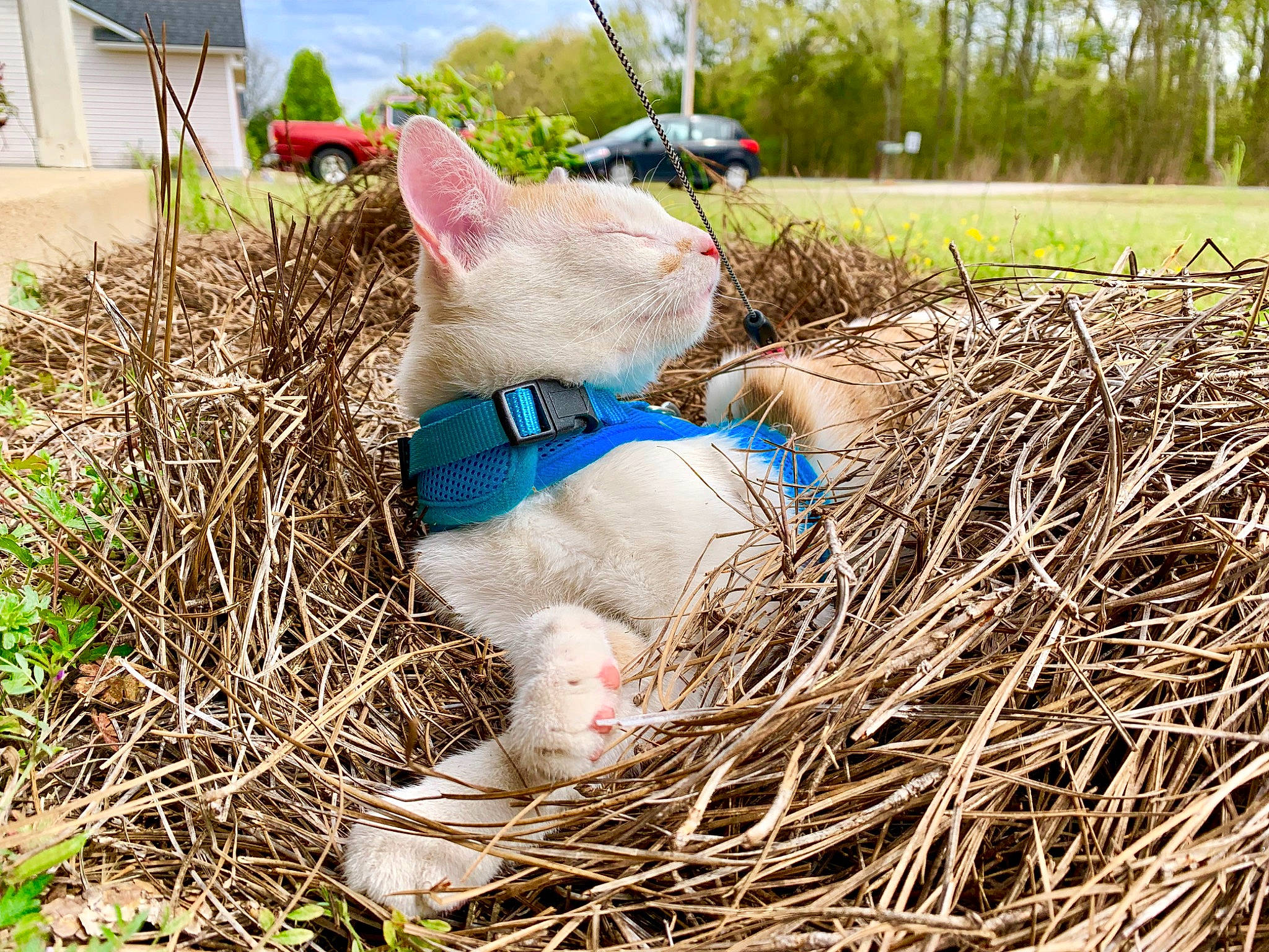 Ollie joined the competition — help win amazing prizes! agriculture, collar, dog_breed, fawn, felidae, grass, grassland, hay, livestock, pasture, plant, sheep, sky, soil, terrestrial_animal, tree, twig, wood, working_animal