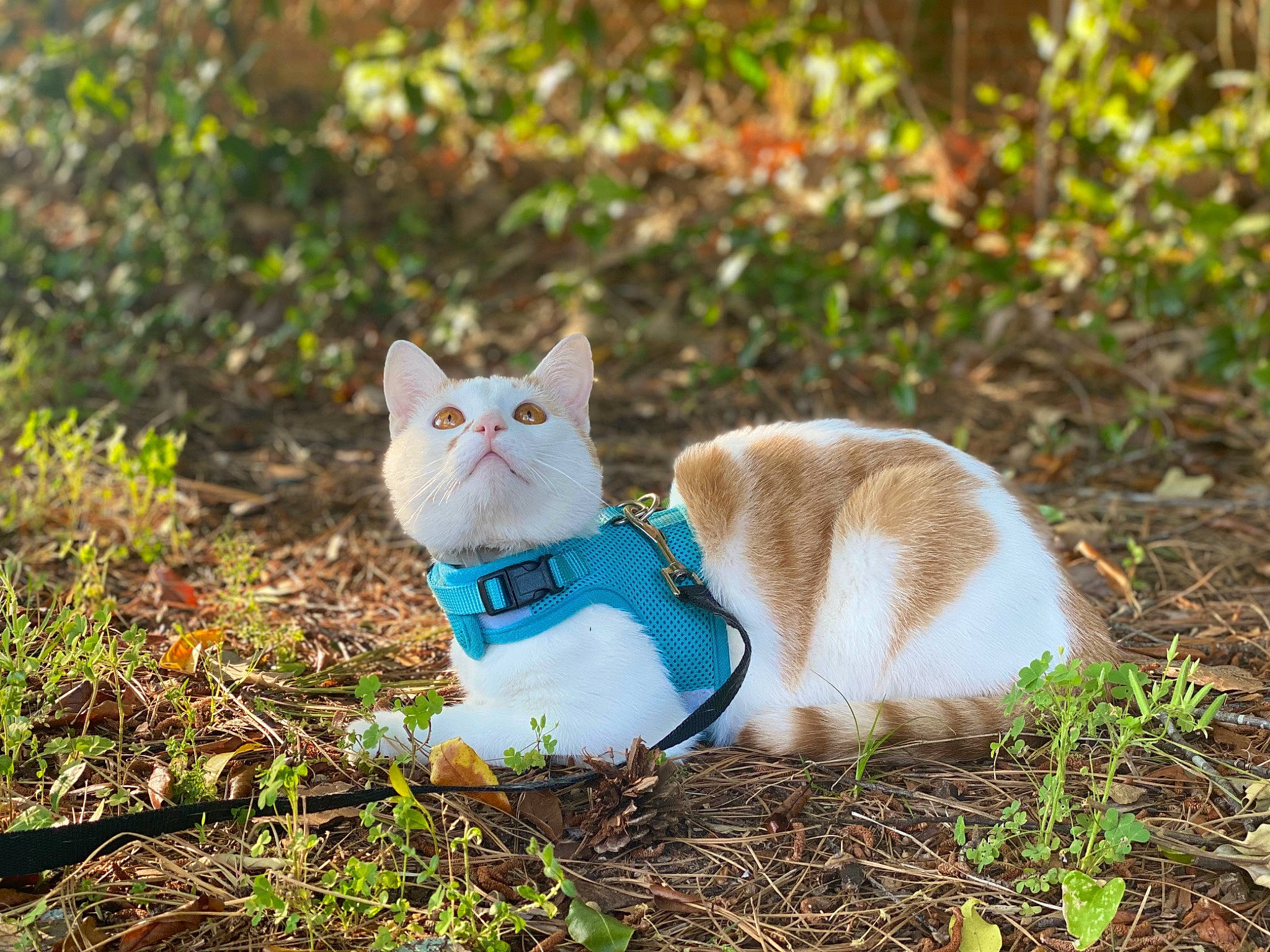 Ollie is registered to the contest to win money with this photo: art, carnivore, cat, collar, domestic_short_haired_cat, electric_blue, eye, fawn, felidae, fur, grass, groundcover, plant, small_to_medium_sized_cats, snout, tail, terrestrial_animal, tree, whiskers, wood