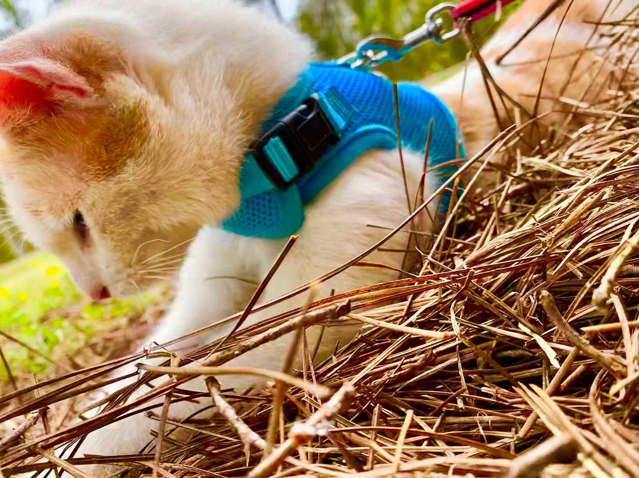 Ollie joined the competition — help win amazing prizes! canidae, carnivore, cat, domestic_short_haired_cat, electric_blue, fashion_accessory, fawn, felidae, fur, grass, organism, people_in_nature, plant, small_to_medium_sized_cats, soil, tail, twig, whiskers, wildlife, wood