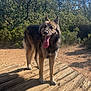 dog, animal, outdoor, nature, wooden_bridge, trees, sky, sunlight, tongue_out, happy, canine, forest, walking_path, daylight, pet, fur, ears, snout, shadow, wood