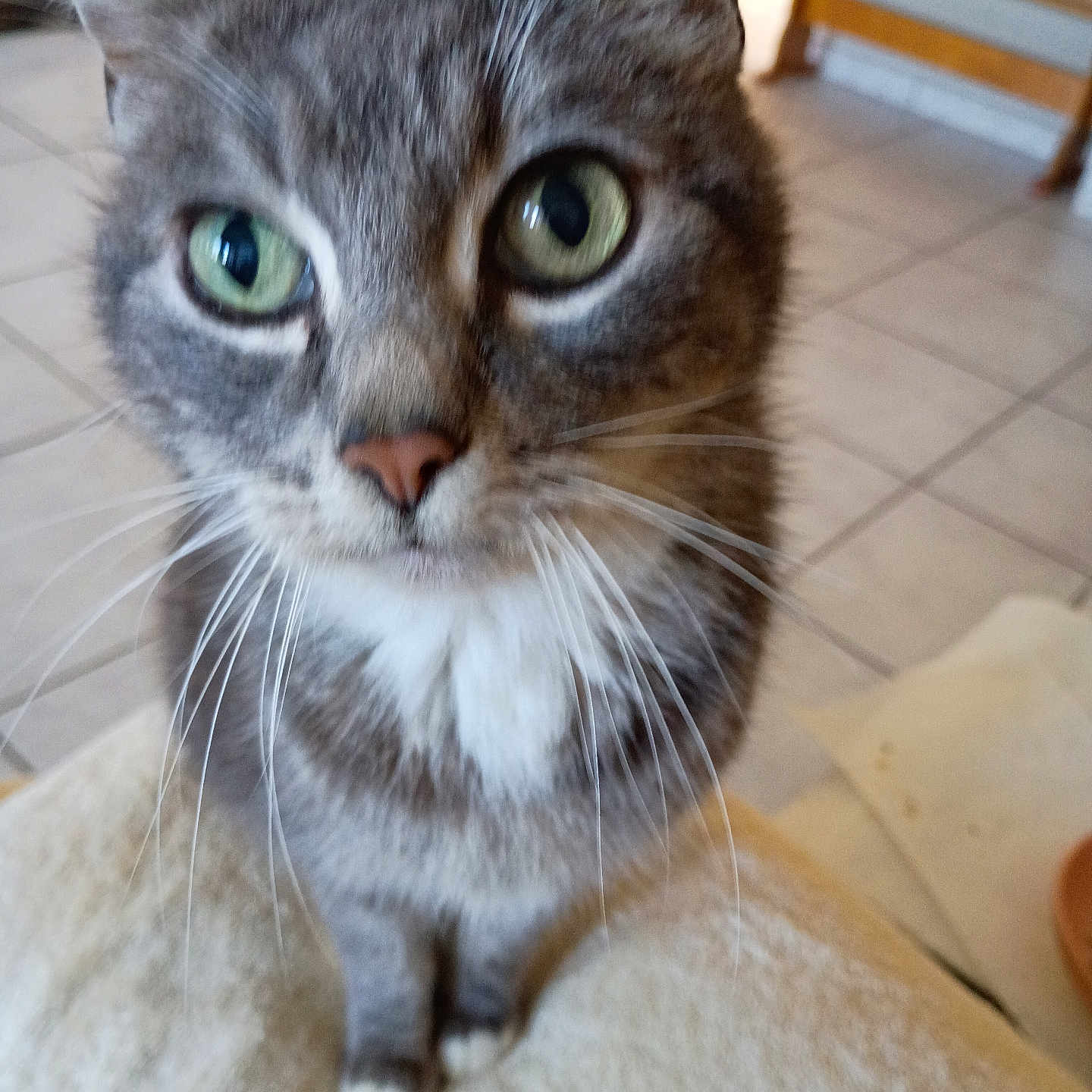 Lola is registered to the contest to win money with this photo: animal, cat, close_up, curious, cute, domestic_cat, floor_tiles, fur, furniture, gray_tabby, green_eyes, household, indoor, mammal, paws, pet, portrait, soft_surface, tabby, whiskers