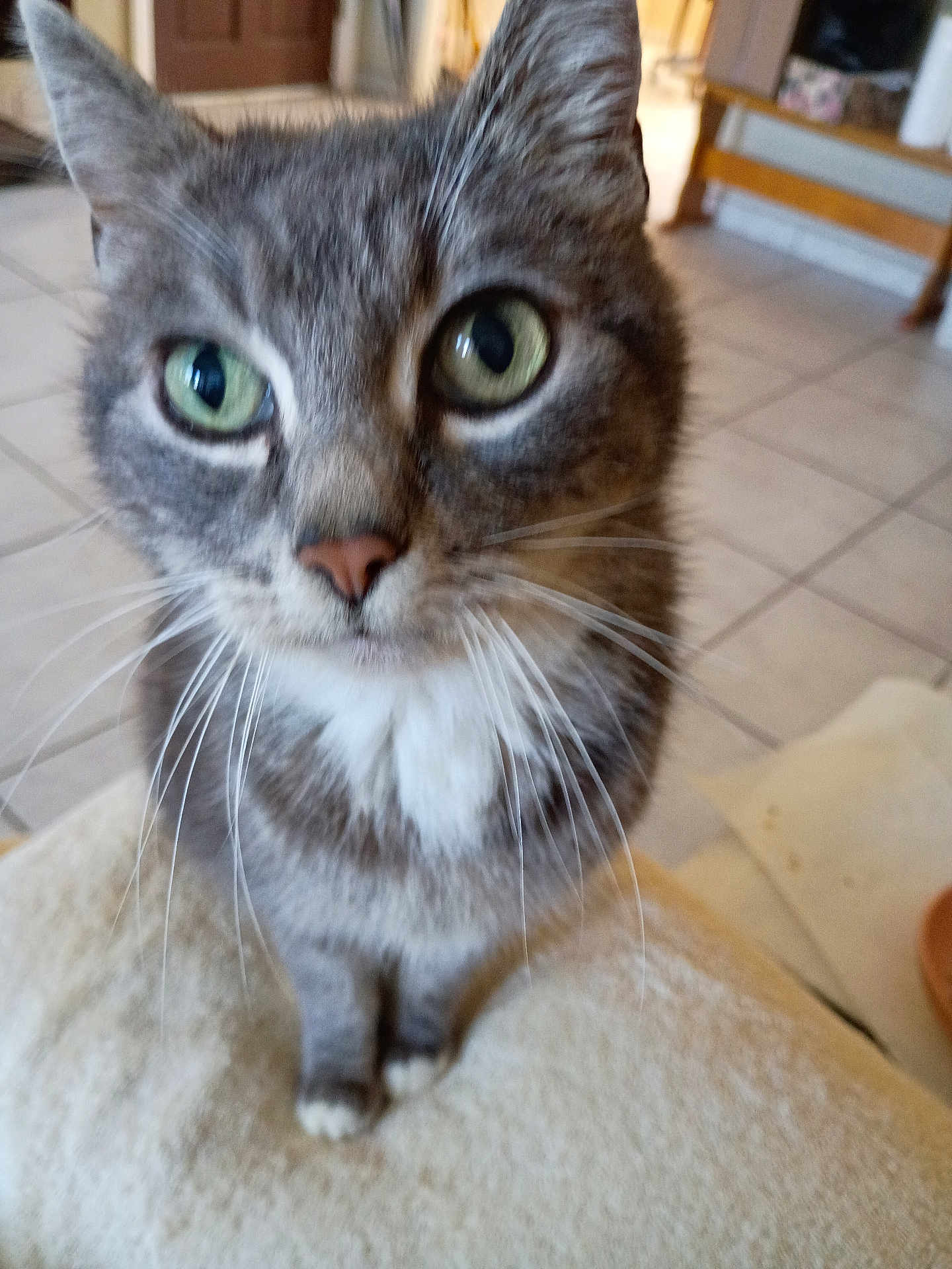 Lola is registered to the contest to win money with this photo: cat, gray_tabby, green_eyes, whiskers, paws, indoor, floor_tiles, furniture, close_up, pet, curious, domestic_cat, soft_surface, animal, mammal, portrait, household, fur, cute, tabby