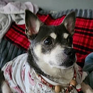 Sadie is registered to the contest to win money with this photo: animal, attentive, beads, bed, black, blanket, clothing, collar, cozy, cute, dog, ears, fur, indoor, pet, plaid, portrait, red, relaxed, white