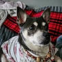 animal, attentive, beads, bed, black, blanket, clothing, collar, cozy, cute, dog, ears, fur, indoor, pet, plaid, portrait, red, relaxed, white