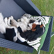 Rio a rejoint le concours — aidez-le/la à gagner de superbes lots ! canidae, carnivore, cat, comfort, companion_dog, dog_breed, felidae, fur, grass, hammock, lawn, leisure, nap, outdoor_furniture, plant, sitting, small_to_medium_sized_cats, sporting_group, tail, wing
