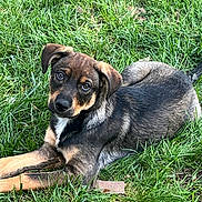 Rusty is registered to the contest to win money with this photo: adorable, animal, canine, cute, dog, ears, eyes, fur, grass, green, lying_down, mammal, nature, outdoor, pet, playful, puppy, snout, stick, young