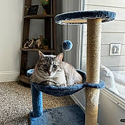 Crockpot is registered to the contest to win money with this photo: blue, brown, carpet, cat, cat_tree, cozy, decor, feline, globe, hammock, home, indoor, natural_light, pet, plant, quiet, relaxed, shelf, toy, window