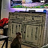 Crockpot joined the competition — help win amazing prizes! animal, basket, cabinet, carpet, cat, cozy, curious, decor, greenery, home, indoor, living_room, log, nature_scene, pet, red_blanket, screen, seated, television, wooden_furniture