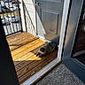 Crockpot joined the competition — help win amazing prizes! apartment, balcony, carpet, cat, cat_lying, door, door_handle, gray_cat, home, indoor, outdoor, pet, quiet, railing, relaxing, shadow, sunlight, sunny, urban, wood_floor