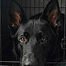 dog, black_dog, kennel, cage, animal, pet, portrait, close_up, face, eyes, ears, nose, fur, black_fur, looking_at_camera, indoor, bars, sad_expression, dramatic_lighting, photography