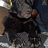 dog, puppy, black_dog, large_ears, upright_ears, paws, long_claws, sitting, portrait, indoor, blanket, couch, home, dark_fur, brown_eyes, looking_at_camera, close_up, pet, cozy, funny_expression