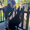 boy, child, dog, german_shepherd, black_dog, pet, portrait, outdoor, deck, porch, wooden_fence, autumn, trees, houses, blue_sky, tongue_out, sitting, standing, hoodie, sneakers