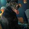 dog, black_dog, large_dog, sitting, tongue_out, panting, pointed_ears, portrait, indoor, living_room, couch, person, framed_pictures, blue_wall, home, cozy, pet, canine, close_up, funny