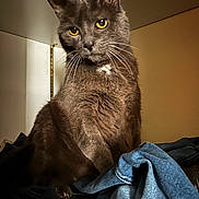 Poupouille a rejoint le concours — aidez-le/la à gagner de superbes lots ! cat, gray_cat, yellow_eyes, whiskers, fur, indoor, clothes, denim, closet, pet, animal, portrait, feline, sitting, curious, looking, domestic_cat, soft_light, closeup, household