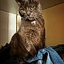 cat, gray_cat, yellow_eyes, whiskers, fur, indoor, clothes, denim, closet, pet, animal, portrait, feline, sitting, curious, looking, domestic_cat, soft_light, closeup, household