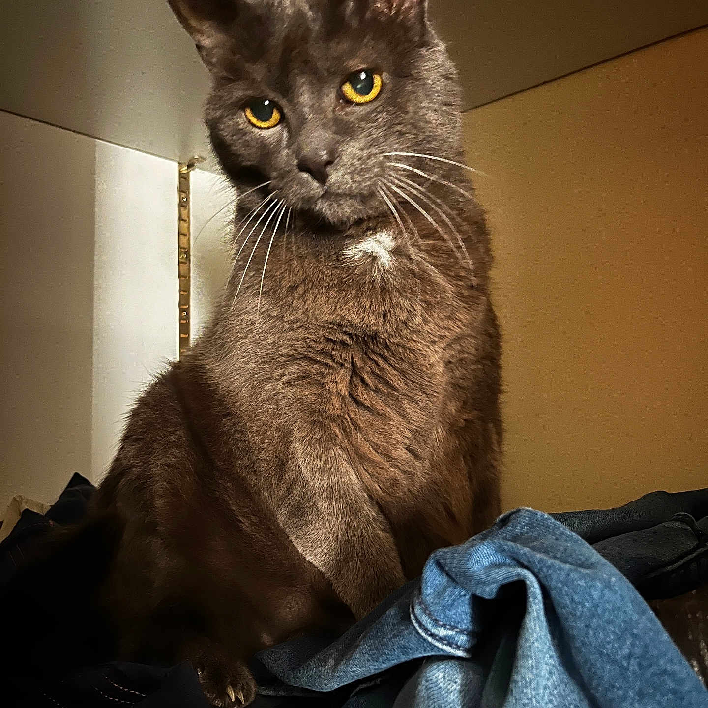 Poupouille a rejoint le concours — aidez-le/la à gagner de superbes lots ! animal, cat, closet, closeup, clothes, curious, denim, domestic_cat, feline, fur, gray_cat, household, indoor, looking, pet, portrait, sitting, soft_light, whiskers, yellow_eyes