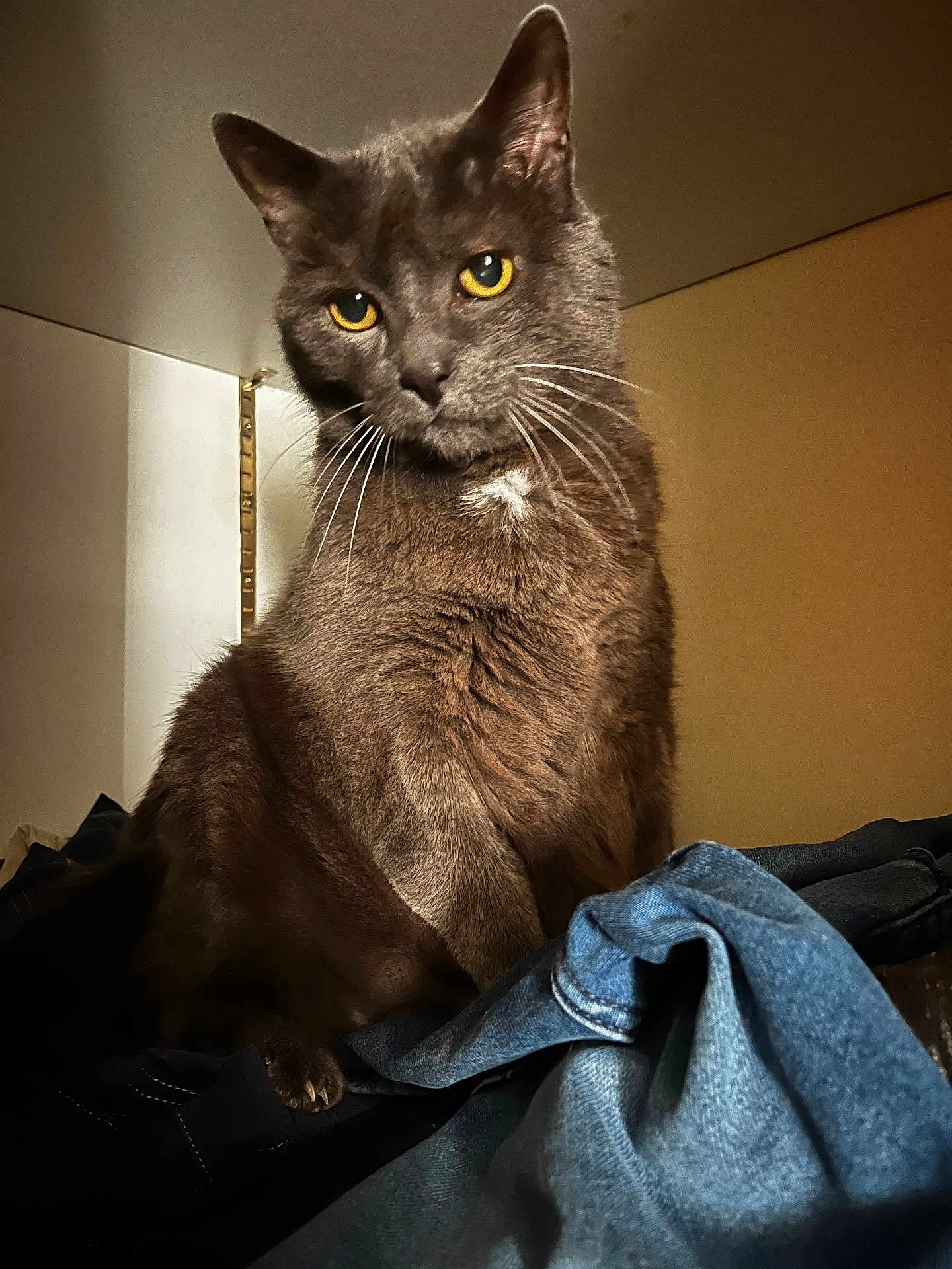 Poupouille a rejoint le concours — aidez-le/la à gagner de superbes lots ! cat, gray_cat, yellow_eyes, whiskers, fur, indoor, clothes, denim, closet, pet, animal, portrait, feline, sitting, curious, looking, domestic_cat, soft_light, closeup, household