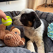 Baïko a rejoint le concours — aidez-le/la à gagner de superbes lots ! puppy, dog, toy, tennis_ball, plush_toy, bed, cushion, hand, indoor, floor, curious, black_and_white, brown, fur, pet, playing, cozy, blanket, comfort, young
