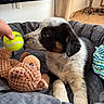 puppy, dog, toy, tennis_ball, plush_toy, bed, cushion, hand, indoor, floor, curious, black_and_white, brown, fur, pet, playing, cozy, blanket, comfort, young
