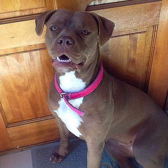 Bella The Ball Wentzel joined the competition — help win amazing prizes!