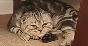 Skye joined the competition — help win amazing prizes! cat, scottish_fold, striped_fur, feline, resting, chair, wooden_furniture, cushion, indoor, pet, cozy, cute, animal, mammal, domestic, whiskers, paws, ears, fur_pattern, relaxed