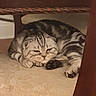 cat, scottish_fold, striped_fur, feline, resting, chair, wooden_furniture, cushion, indoor, pet, cozy, cute, animal, mammal, domestic, whiskers, paws, ears, fur_pattern, relaxed