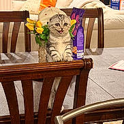 Skye joined the competition — help win amazing prizes! kitten, cat, wooden_chair, table, flower_vase, hat, cat_food, living_room, sofa, cushion, pillow, carpet, indoor, furniture, pet, animal, funny_face, domestic, playful, home