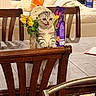 kitten, cat, wooden_chair, table, flower_vase, hat, cat_food, living_room, sofa, cushion, pillow, carpet, indoor, furniture, pet, animal, funny_face, domestic, playful, home