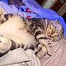 Skye joined the competition — help win amazing prizes! cat, sleeping, tabby, fur, paw, bed, blanket, cozy, indoor, relaxed, pet, animal, cute, rest, feline, striped, soft, comfort, napping, domestic