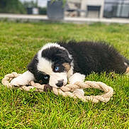 Vichy a rejoint le concours — aidez-le/la à gagner de superbes lots ! puppy, dog, grass, rope_toy, black_and_white, blue_eyes, outdoor, pet, animal, playful, young_dog, fur, chewing, nature, greenery, cute, lying_down, garden, house, daylight