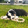 animal, black_and_white, blue_eyes, chewing, cute, daylight, dog, fur, garden, grass, greenery, house, lying_down, nature, outdoor, pet, playful, puppy, rope_toy, young_dog