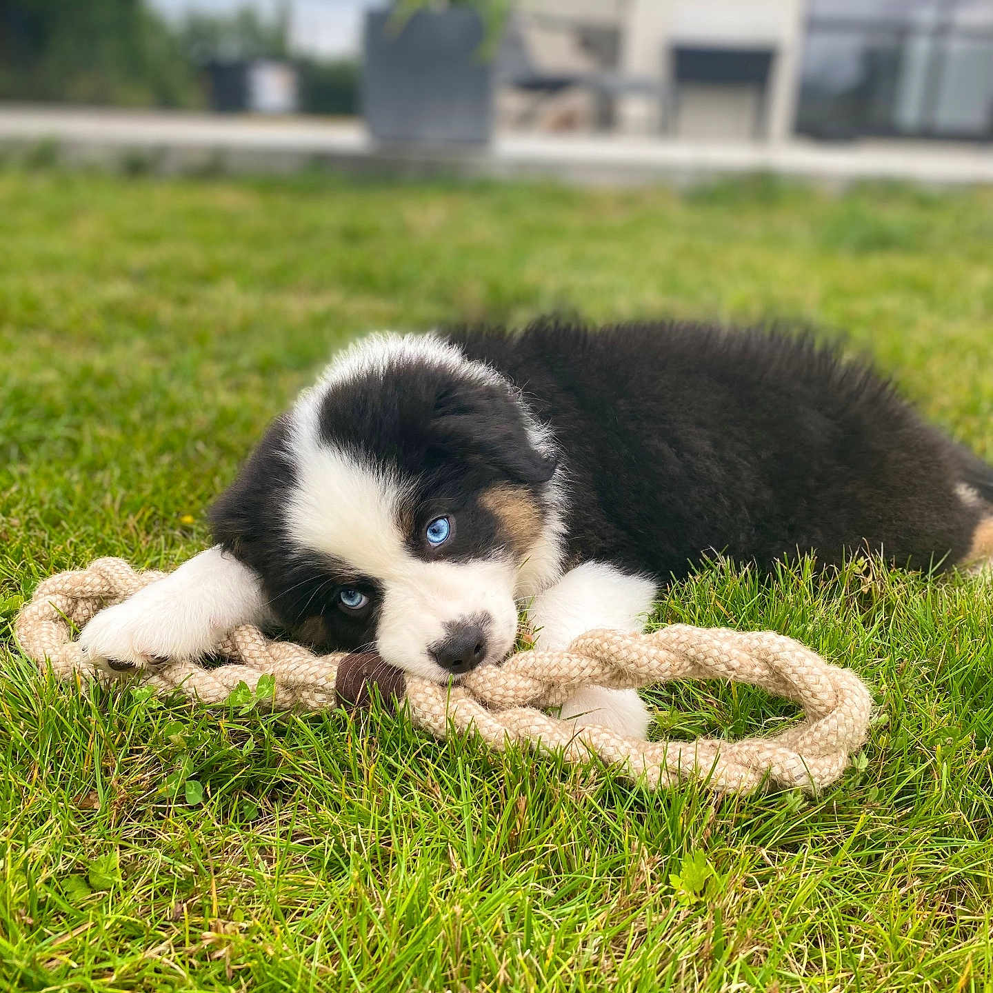 Vichy a rejoint le concours — aidez-le/la à gagner de superbes lots ! animal, black_and_white, blue_eyes, chewing, cute, daylight, dog, fur, garden, grass, greenery, house, lying_down, nature, outdoor, pet, playful, puppy, rope_toy, young_dog