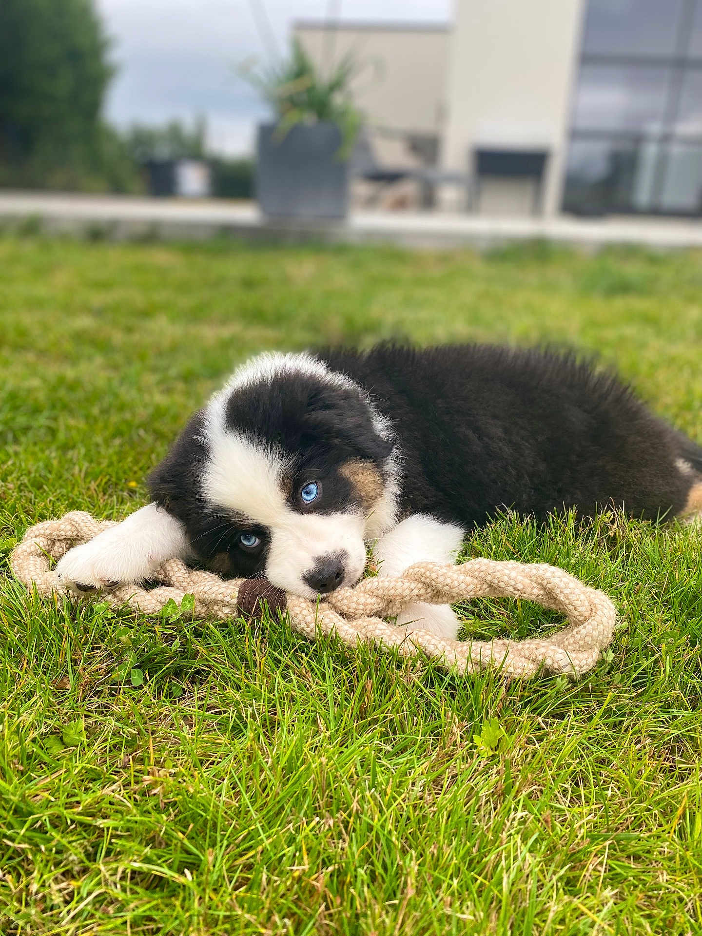 Vichy a rejoint le concours — aidez-le/la à gagner de superbes lots ! puppy, dog, grass, rope_toy, black_and_white, blue_eyes, outdoor, pet, animal, playful, young_dog, fur, chewing, nature, greenery, cute, lying_down, garden, house, daylight