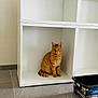 cat, orange_tabby, sitting, shelf, white_furniture, empty_shelf, indoor, floor_tiles, storage_bin, curious, pet, animal, feline, home, minimalist, cubicle, looking, cute, domestic_cat, quiet