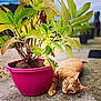 cat, ginger_cat, plant, flower_pot, green_leaves, outdoor, patio, concrete, relaxed, lying_down, nature, pet, animal, closeup, daylight, garden, feline, whiskers, ears, tail