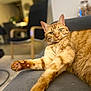 cat, ginger_cat, pet, feline, indoor, couch, living_room, relaxed, fur, whiskers, paw, animal, home, cozy, blurred_background, domestic, mammal, cute, resting, curious
