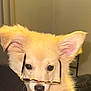 puppy, dog, glasses, cute, fluffy, indoor, pet, animal, face, ears, nose, young, adorable, portrait, light, whiskers, brown, furry, closeup, wearing