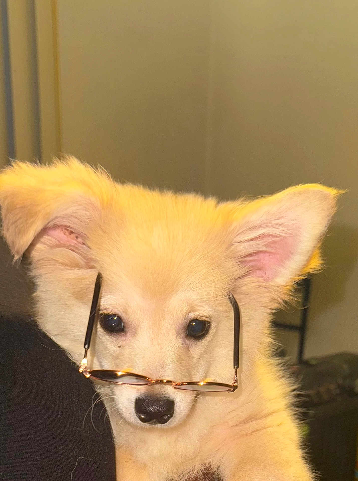 Gucci joined the competition — help win amazing prizes! puppy, dog, glasses, cute, fluffy, indoor, pet, animal, face, ears, nose, young, adorable, portrait, light, whiskers, brown, furry, closeup, wearing