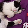 Simba participe au concours pour gagner de l'argent avec cette photo : cat, black_and_white, sleeping, paw, pink_paw_pads, purple_blanket, toy, cozy, cute, pet, fur, animal, resting, domestic_cat, close_up, indoors, relaxation, whiskers, sleep, nap