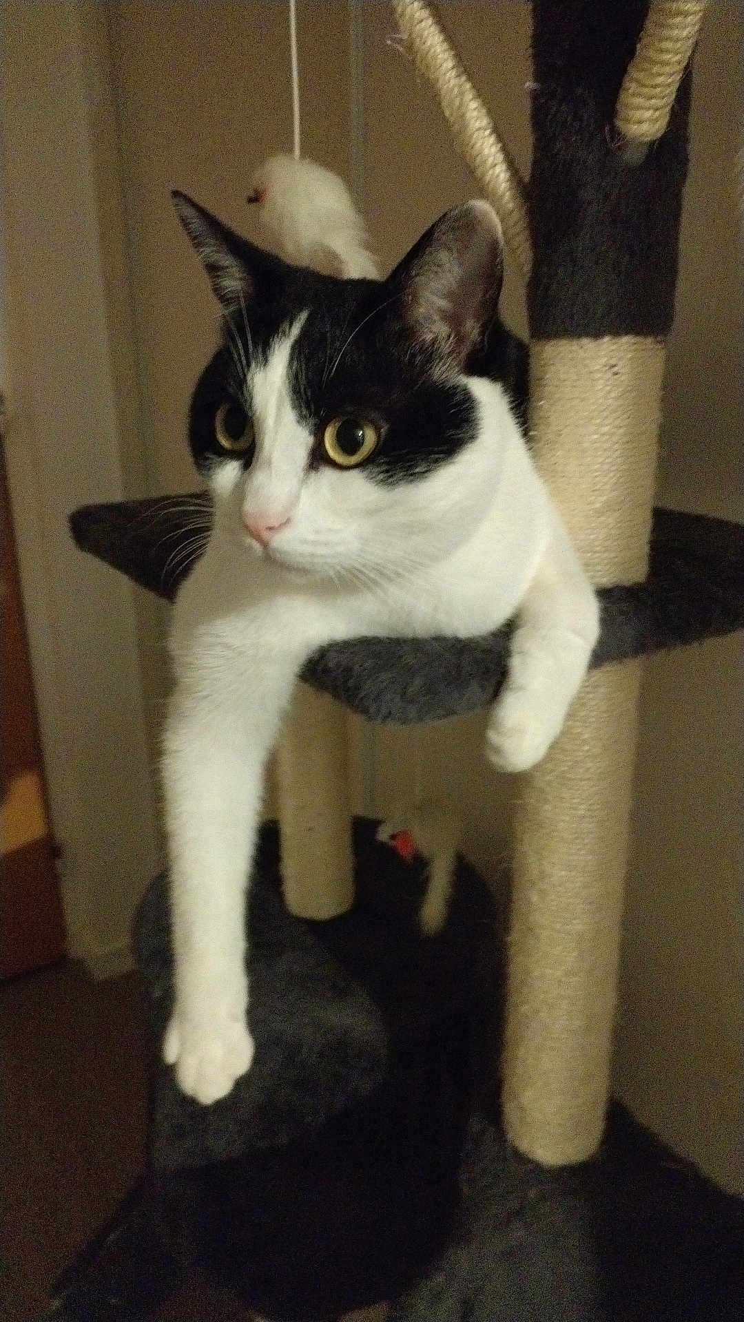 Simba a rejoint le concours — aidez-le/la à gagner de superbes lots ! cat, black_and_white, cat_tree, indoor, pet, feline, curious, paw, lounging, multi_level, scratching_post, cozy, home, relaxed, animal, whiskers, ears, fur, playful, sitting