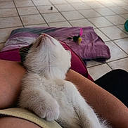 Simba a rejoint le concours — aidez-le/la à gagner de superbes lots ! kitten, cat, pet, animal, feline, white_fur, black_markings, relaxed, cuddle, person, arm, indoor, tile_floor, blanket, toy, feather, comfort, sleepy, cute, domestic