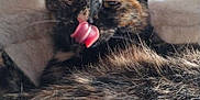 églantine participe au concours pour gagner de l'argent avec cette photo : adorable, animal, cat, close_up, cozy, cute, ears, face, feline, fur, home, indoor, pet, relaxed, resting, soft_texture, tongue, tongue_out, tortoiseshell, whiskers