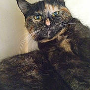 églantine a rejoint le concours — aidez-le/la à gagner de superbes lots ! cat, tortoiseshell, feline, pet, fur, whiskers, close_up, indoor, cozy, relaxed, animal, cute, looking, portrait, mammal, ears, eyes, resting, home, corner