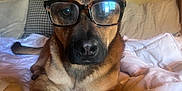 Levi is registered to the contest to win money with this photo: dog, glasses, bed, blanket, bone, wooden_wall, pillow, pet, indoor, cute, animal, resting, brown_fur, snout, ears, paw, companion, cozy, relaxed, portrait