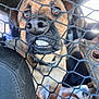 dog, pet, netting, car_interior, close_up, animal, canine, mesh, snout, brown_fur, seat, collar, vehicle, window, daylight, leash, face, looking, indoor, funny