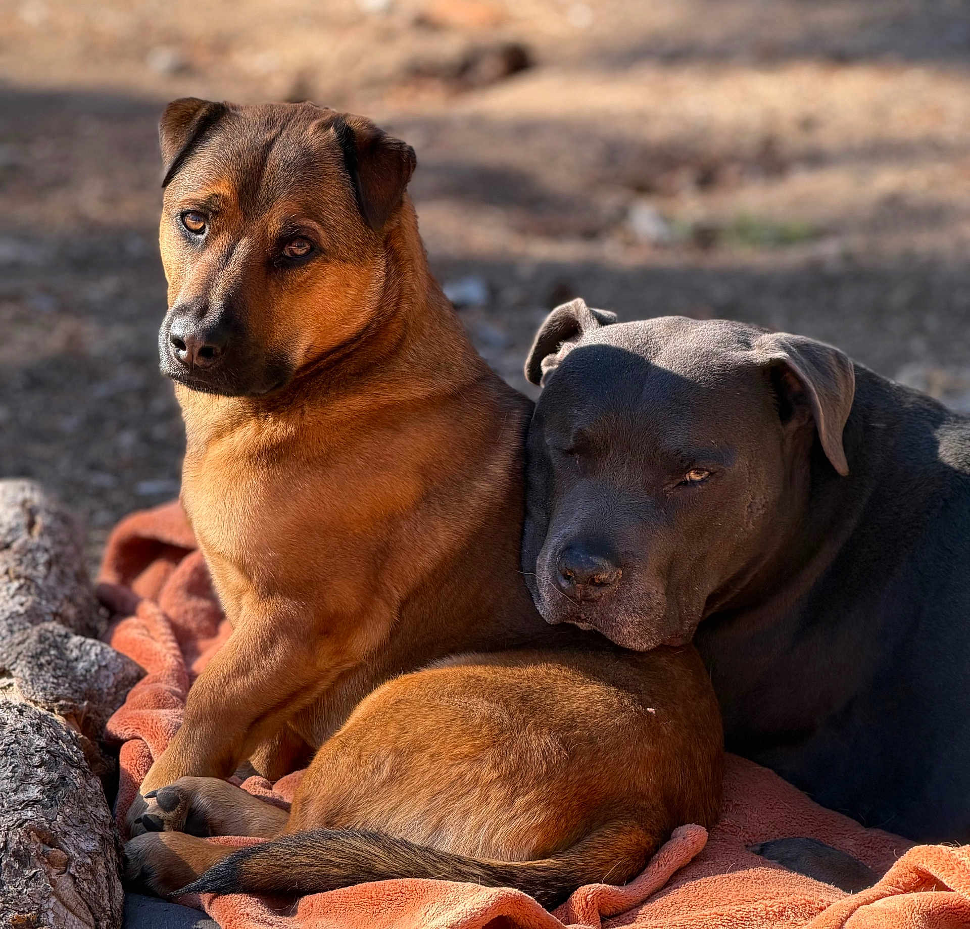 Levi joined the competition — help win amazing prizes! dog, animal, outdoor, sunlight, brown_dog, black_dog, blanket, snuggling, pets, canine, resting, fur, nature, companion, cute, relaxing, friendship, mammal, portrait, closeup