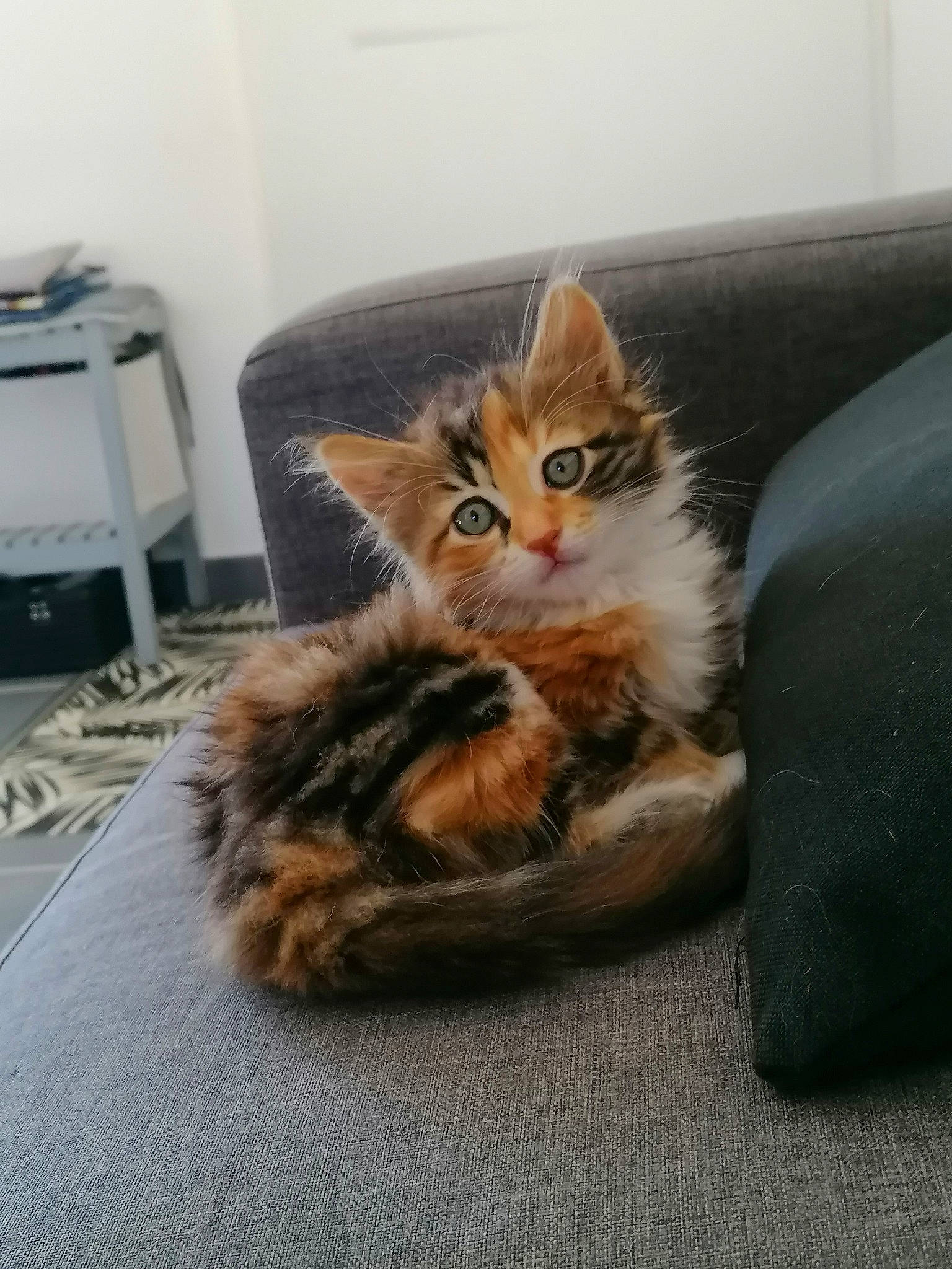 Whisky a rejoint le concours — aidez-le/la à gagner de superbes lots ! carnivore, cat, claw, comfort, couch, domestic_short_haired_cat, fawn, felidae, flooring, fur, paw, sitting, small_to_medium_sized_cats, tail, whiskers, window